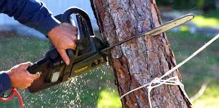 Reliable Andalusia, AL Tree Removal Solutions